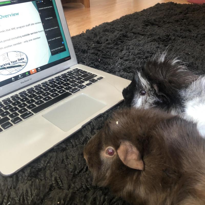 two guinie pigs sitting in front of a computer